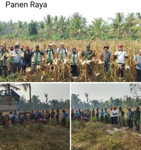 Panen Jagung di Tengah Kemarau, Frits Siahaya Apresiasi Bumneg Aket Bersatu dan Kelompok Tani Wahakaim